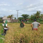 Sinergi TNI Dan PPL Dukung Hanpangan Wilayah, Babinsa Banjarangkan Gelar Ubinan