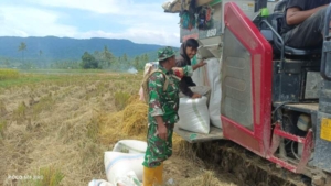 Serda Evendi Dampingi Penyerapan Gabah, Petani Kalimango Jual Panen Rp6.500/Kg