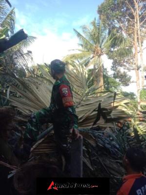 Pohon Enau Tumbang Timpa Atap Rumah Dan Kandang Babi Warga, Babinsa Aan Gerak Cepat Lakukan Penanganan