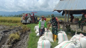 Babinsa Turun Tangan! Gabah Petani Kalimango Terserap Mitra Bulog