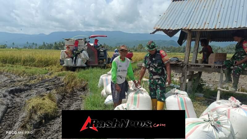 Babinsa Turun Tangan! Gabah Petani Kalimango Terserap Mitra Bulog