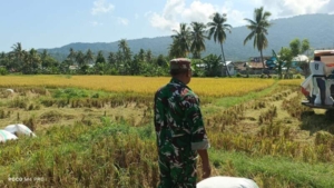 Babinsa Aktif Dampingi Petani, Gabah Dibeli Rp6.500 per Kilogram