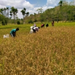 Hadir di Tengah Petani, Babinsa Bantu Percepat Panen Padi Warga