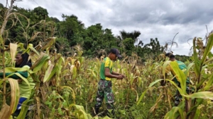 Semangat Gotong Royong, Yonarmed 12 Kostrad Panen Jagung di Perbatasan