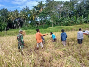 abinsa Koramil 02/Walakaka Gotong Royong Panen Padi Bersama Warga