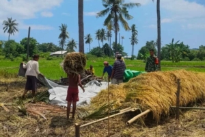TNI Hadir untuk Rakyat, Babinsa Talibura Kawal Panen Padi Desa Nebe