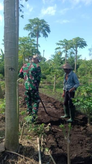 Babinsa Hadir di Tengah Petani, Dukung Ketahanan Pangan di Adonara Timur