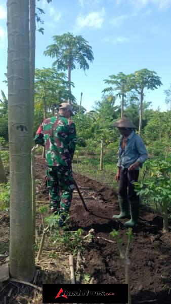 Babinsa Hadir di Tengah Petani, Dukung Ketahanan Pangan di Adonara Timur