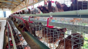 Prajurit Yonif TP 835/SYB Konsisten Kelola Ternak, Panen Telur Berjalan Maksimal