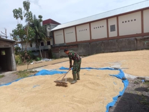 Babinsa Terjun Langsung Bantu Petani Keringkan Gabah Untuk Diserap Oleh Bulog