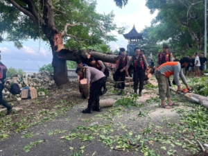 Semangat Gotong Royong di Semaya, Polisi, BPBD dan Warga Kompak Evakuasi Pohon Tumbang