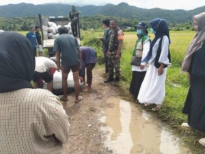 TNI Hadir di Tengah Petani, Babinsa Seteluk Dampingi Panen Gabah di Desa Rempe