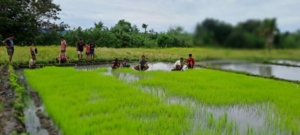 Kebersamaan Babinsa dan Warga Desa Kakaha dalam Kegiatan Hanpangan