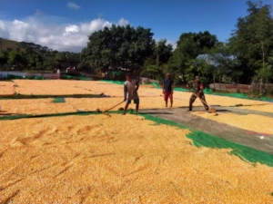 Dekat dengan Rakyat, Babinsa Lasi Kongkow Sambil Belajar Teknik Perawatan Jagung dari Petani