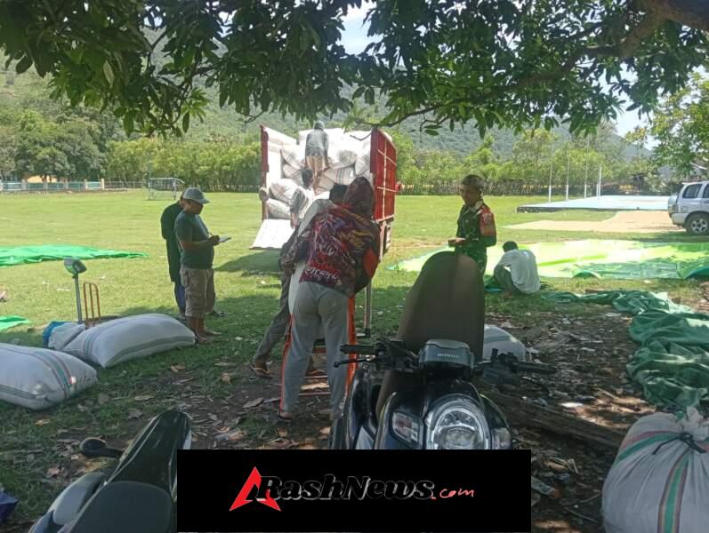 Babinsa Koramil Hu’u Turun Sawah, Bantu Petani Panen