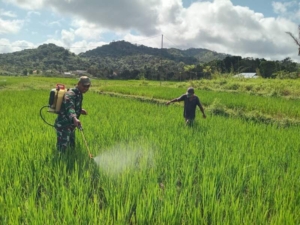 Serda Muchsinin Bantu Petani Cegah Hama di Kuwus Barat