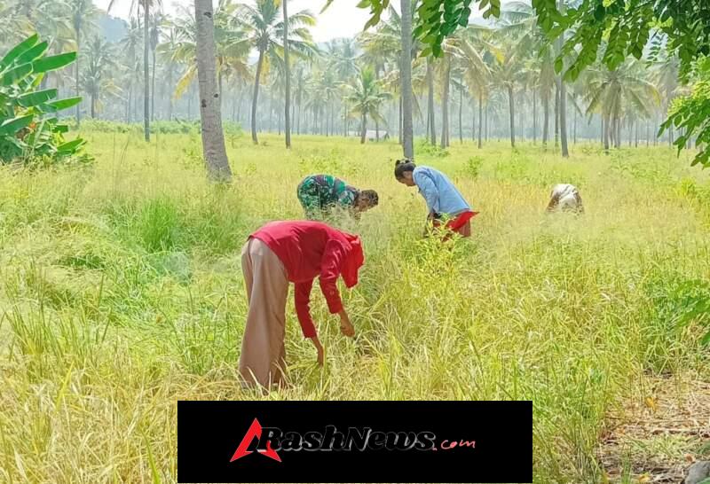 Dukung Ketahanan Pangan, Babinsa Talibura Aktif Dampingi Panen Padi Gogo Warga