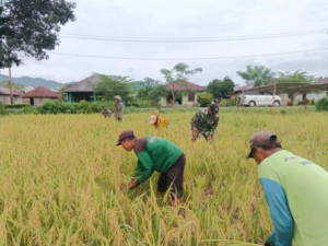 Perkuat Ketahanan Pangan, Babinsa Koramil Komodo Monitoring Panen Padi