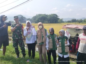 Sinergi Babinsa dan PPL Woha Sukseskan Panen Perdana Petani Talabiu