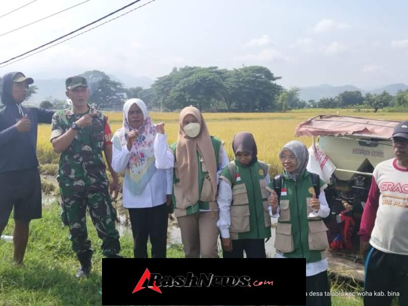 Sinergi Babinsa dan PPL Woha Sukseskan Panen Perdana Petani Talabiu