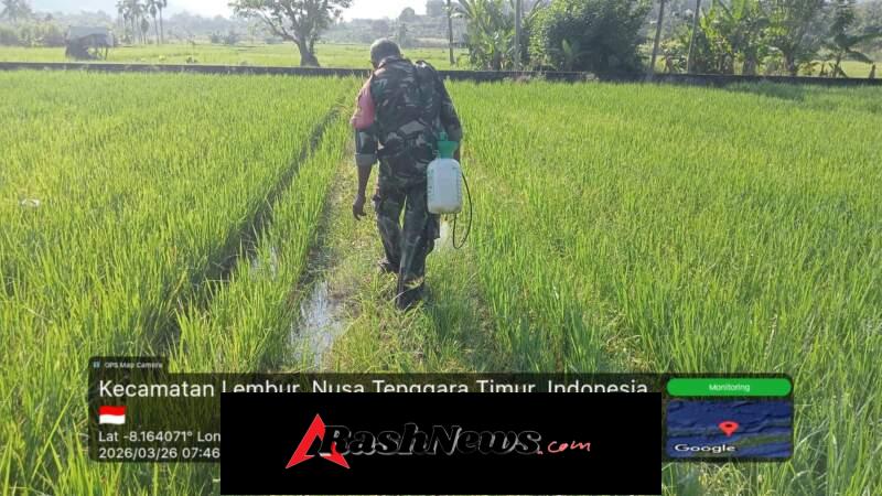 Sinergi Babinsa dan Petani dalam Pengendalian Gulma di Alor