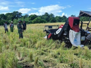 Monitoring Wilayah, Babinsa Karera Sekaligus Bantu Panen Padi Warga