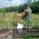 Babinsa Neryanto Laksanakan Komsos Sekaligus Dampingi Panen Jagung