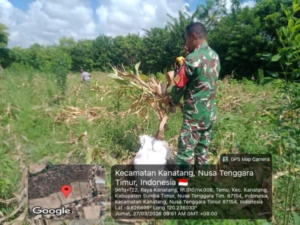 Babinsa Neryanto Laksanakan Komsos Sekaligus Dampingi Panen Jagung