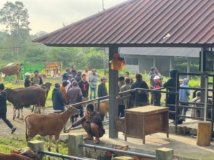 PANTAU STABILITAS PASAR, UNIT INTELKAM POLSEK SUSUT MONITORING PASAR HEWAN KAYUAMBUA