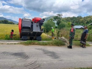 Pendampingan Petani Babinsa Seran Hadir di Tengah Warga, Bantu Petani Panen Gabah