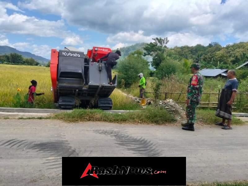 Pendampingan Petani Babinsa Seran Hadir di Tengah Warga, Bantu Petani Panen Gabah