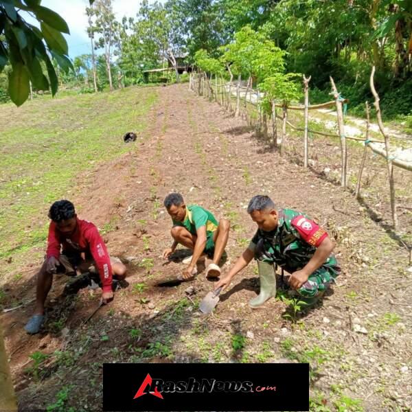 Babinsa Turun ke Sawah, Komsos Bersama Petani Desa Lamboya Dete