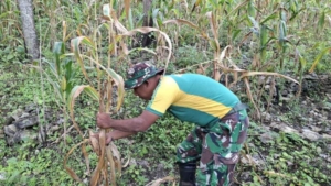Majukan Hanpangan, Satgas Pamtas Yonarhanud 2 Kostrad Panen Jagung Bersama