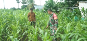 Sertu Syamsurijal Cek Perkembangan Jagung di Kebun Milik Petani Desa Wanga