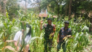 Komsos di Wilayah Binaan, Babinsa Haharu Ikut Panen Jagung Milik Warga