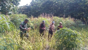 Panen Padi di Alor Berjalan Lancar Berkat Sinergi Babinsa dan Warga