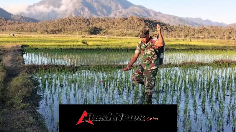 Kegiatan Bakti TNI di Alor Timur Perkuat Ketahanan Pangan