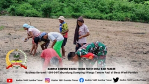 Kebersamaan Babinsa dan Petani, Perkuat Swasembada Pangan di Tabundung