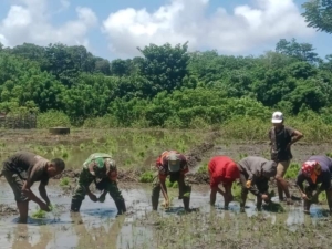 Pendampingan Hanpangan, Babinsa dan Warga Kompak Garap Sawah