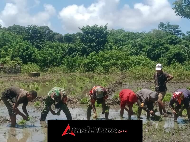 Pendampingan Hanpangan, Babinsa dan Warga Kompak Garap Sawah