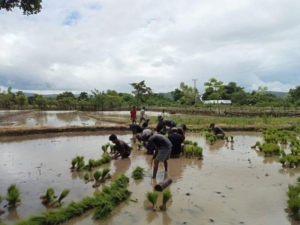 Wujud Kepedulian TNI, Babinsa Karera Turun Langsung Bantu Petani