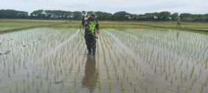 Bersama Petani, Babinsa Semprot Hama Padi di Desa Kaliuda
