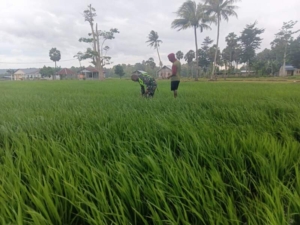 Di Bawah Terik Matahari, Babinsa Koramil 1618-05/Biut Turun ke Sawah Bantu Petani Tualene