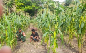 Kebersamaan Babinsa dan Petani di Wanga Perkuat Ketahanan Pangan Desa