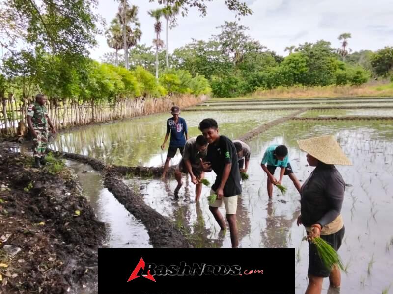 Sinergi TNI dan Petani, Babinsa Pahunga Lodu Bantu Tanam Padi