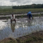 Sinergi TNI dan Rakyat, Babinsa Koramil 05/Biut Bantu Tanam Anakan Padi di Boro Timur