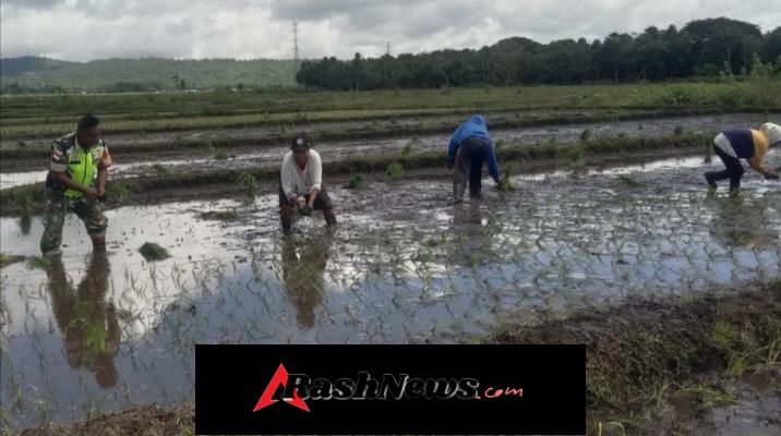 Sinergi TNI dan Rakyat, Babinsa Koramil 05/Biut Bantu Tanam Anakan Padi di Boro Timur