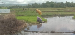 Perkuat Ketahanan Pangan Desa, Babinsa Biut Dampingi Warga Garap Lahan Pertanian