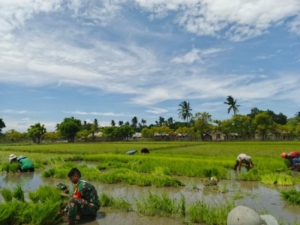 Patroli Wilayah Desa Binaan, Babinsa Karera Turun Langsung Dampingi Petani