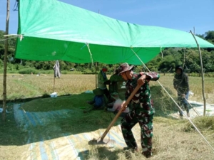 Panen Bersama Babinsa, Kuatkan Sinergi TNI dan Petani di Desa Ngilat